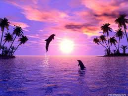 počitnice delfini